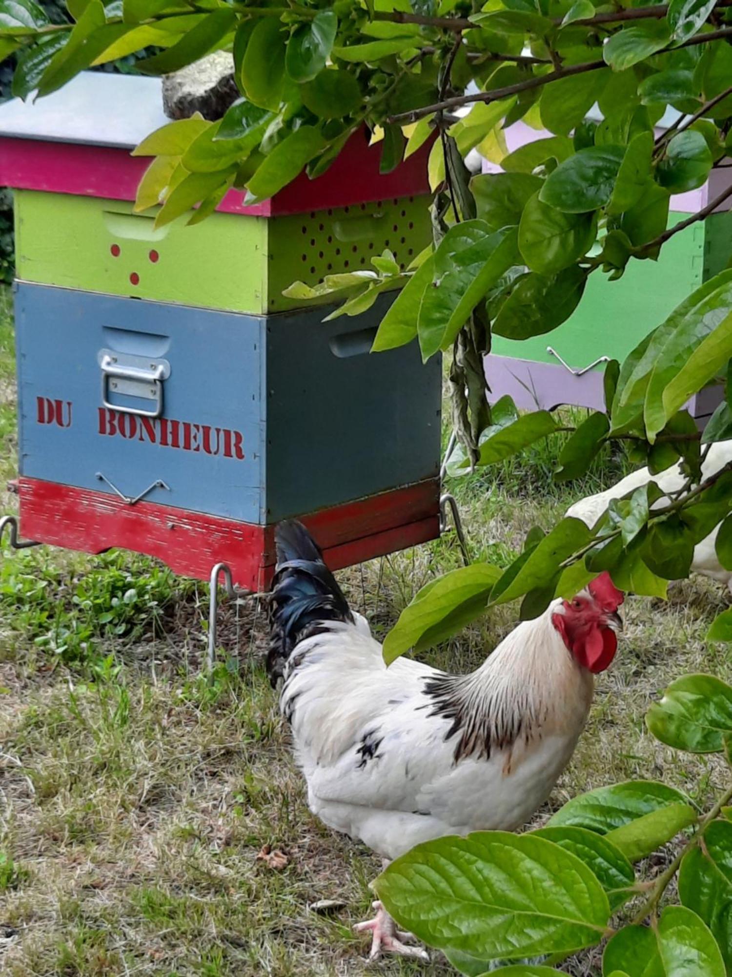 Au Bonheur D'Alphonse Bed & Breakfast Lusignan-Petit Dış mekan fotoğraf